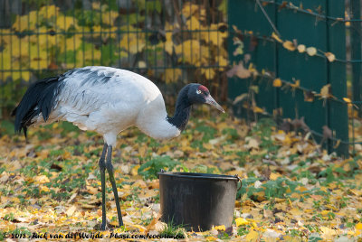 Black-necked Crane  (Zwarthalskraanvogel)