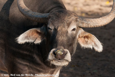 Domestic Water Buffalo<br><i>Bubalus bubalis</i>