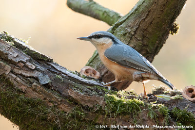 Eurasian NuthatchSitta europaea caesia