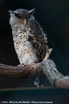 Spot-Bellied Eagle-Owl  (Bosoehoe)