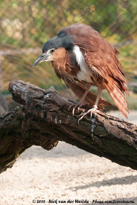 Nankeen Night HeronNycticorax caledonicus manillensis