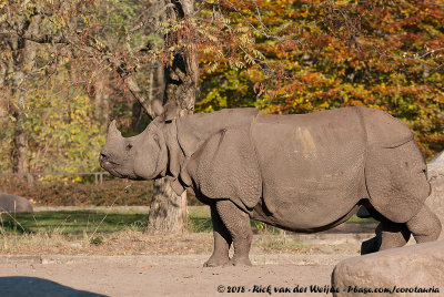 Indian RhinocerosRhinoceros unicornis
