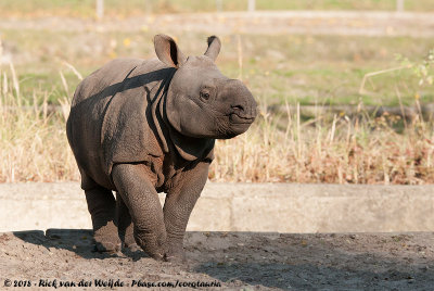 Indian RhinocerosRhinoceros unicornis