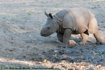 Indian RhinocerosRhinoceros unicornis