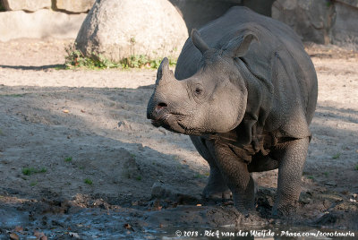 Indian RhinocerosRhinoceros unicornis