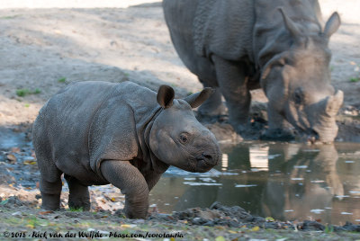 Indian RhinocerosRhinoceros unicornis
