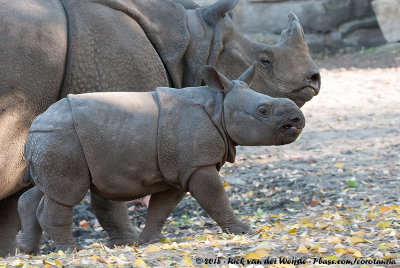 Indian RhinocerosRhinoceros unicornis