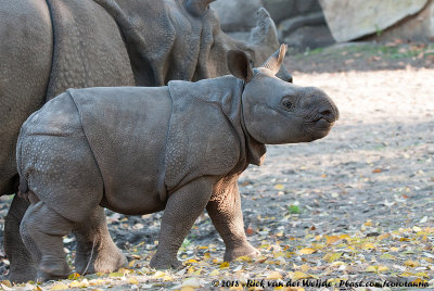 Indian RhinocerosRhinoceros unicornis