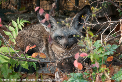 Bat-Eared Fox  (Grootoorvos)