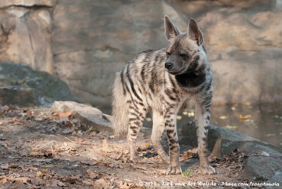 Striped Hyena  (Gestreepte Hyena)