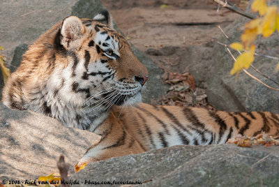 Siberian TigerPanthera tigris altaica