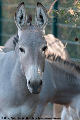Somali Wild AssEquus africanus somaliensis