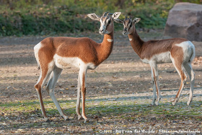 Dama Gazelle  (Damagazelle)