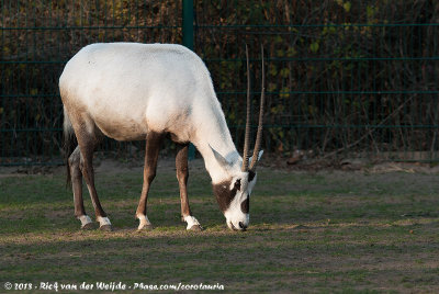 Arabian Oryx  (Arabische Oryx)