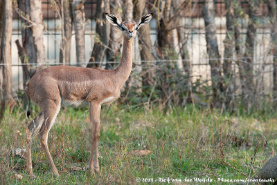 Gerenuk  (Girafgazelle)