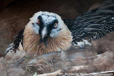 Bearded VultureGyphaetus barbatus barbatus