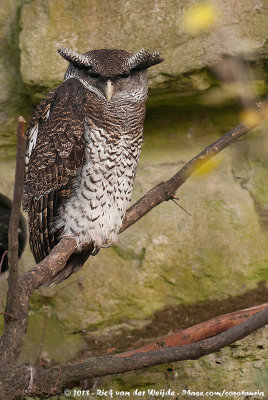Barred Eagle-Owl  (Maleise Oehoe)
