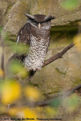 Barred Eagle-Owl<br><i>Ketupa sumatranus ssp.</i>