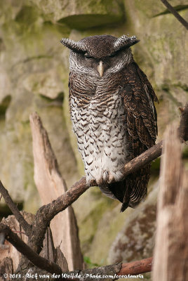 Barred Eagle-Owl<br><i>Ketupa sumatranus ssp.</i>