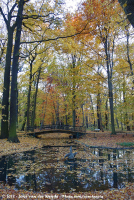 Autumn in Tierpark