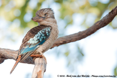 Blue-Winged Kookaburra  (Blauwvleugelkookaburra)