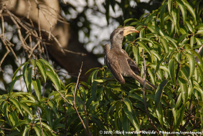 Pale-Billed HornbillLophoceros pallidirostris neumanni