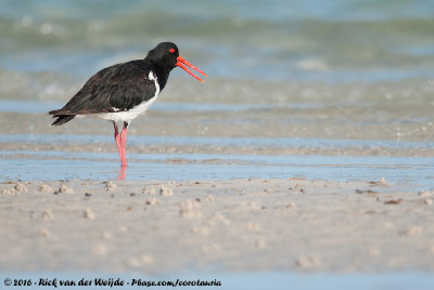 Pied Oystercatcher  (Australische Bonte Scholekster)