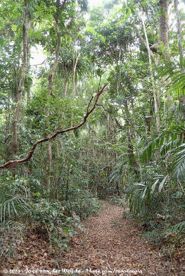 Forest paths of Iron Range