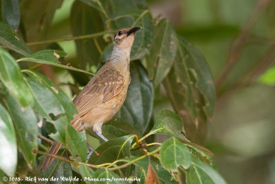 Tawny-Breasted HoneyeaterXanthotis flaviventer filiger