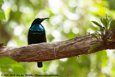 Magnificent RiflebirdPtiloris magnificus alberti