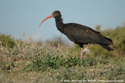 Northern Bald IbisGeronticus eremita