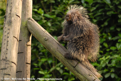 New World Porcupines  (Boomstekelvarkens)