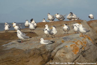 Gull and Tern roost