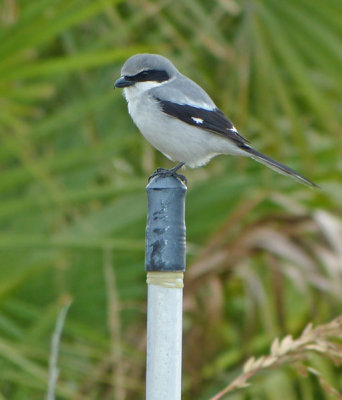 Loggerhead Shrike