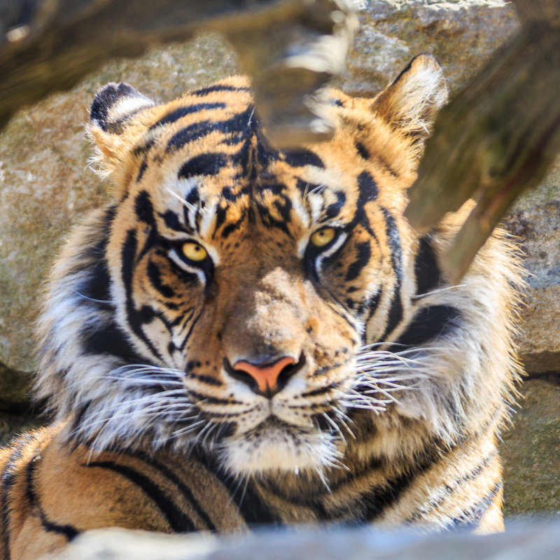 Sneaking A Look-Terri Morris