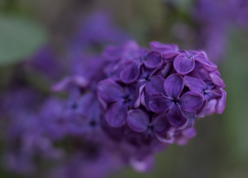 Spring Blooms