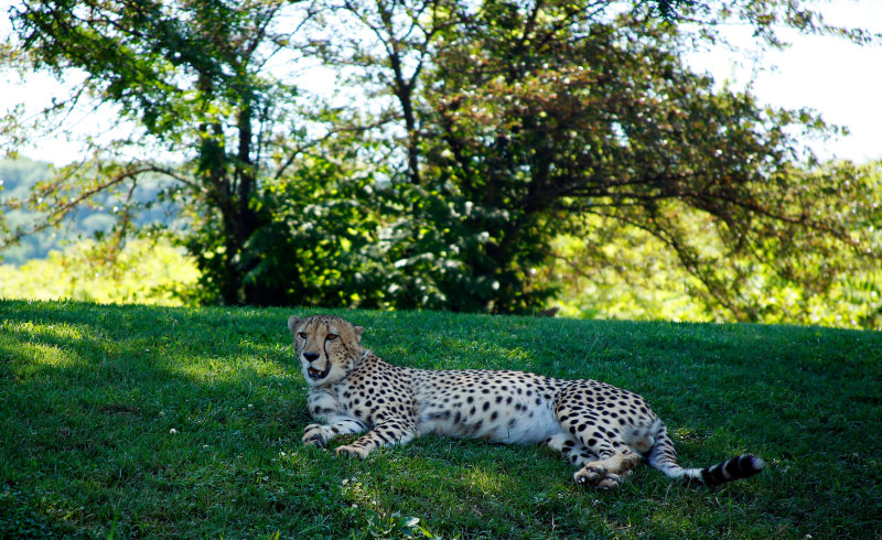 kczoo.jpg