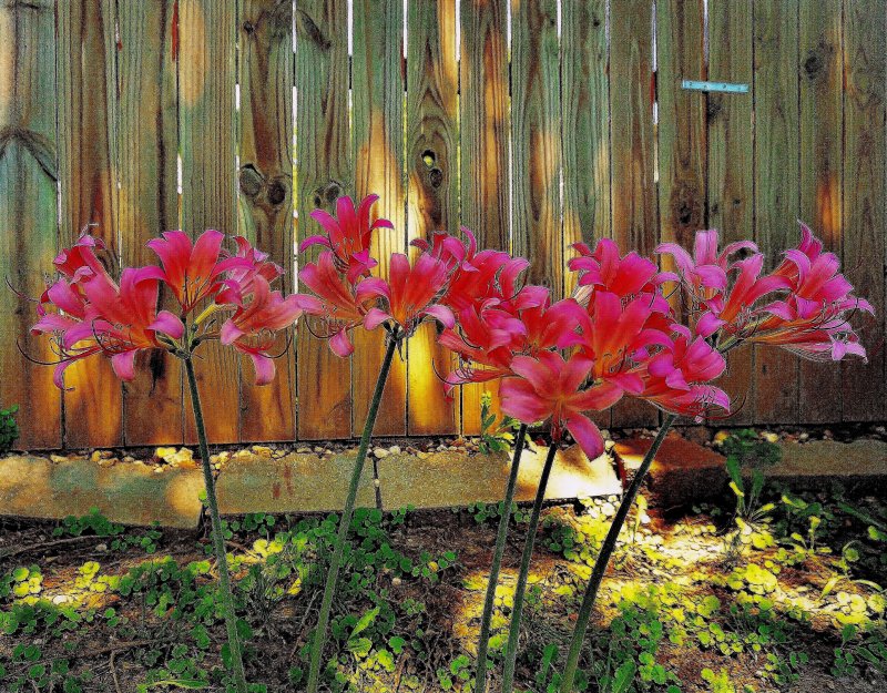 Leading to the Blooms