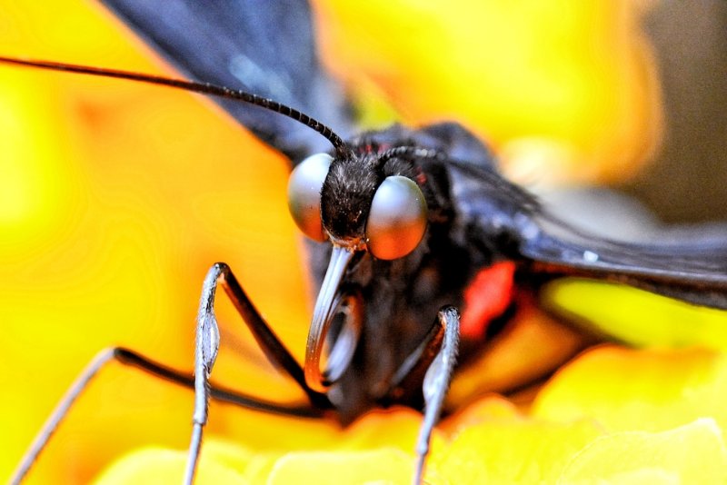 Close Up of Eyes