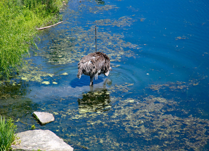 Bird-in-water.jpg