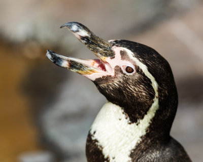 Penguin Portrait-Terri Morris