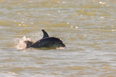 Breaching Dolphin