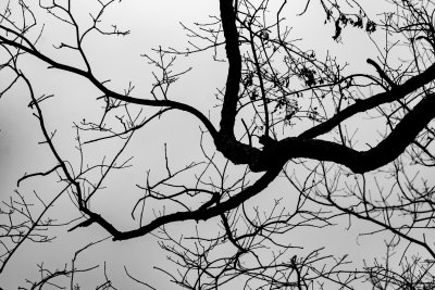 Branches as Silhouette 
