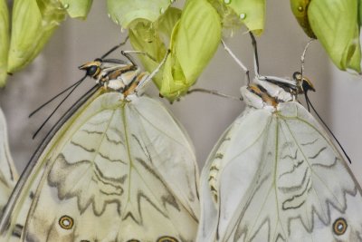 White Morpho Butterflies