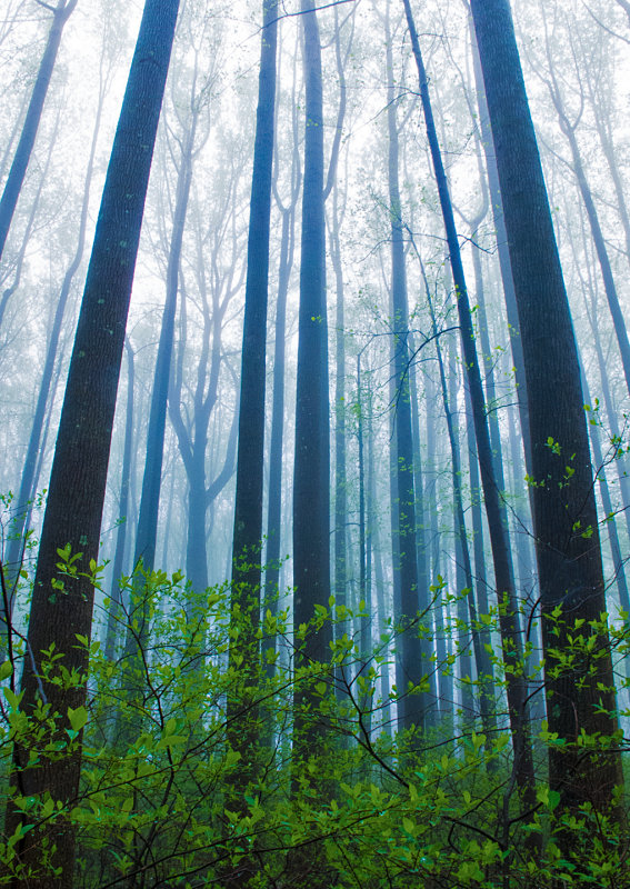 Poplars-in-Spring-Fog - 3