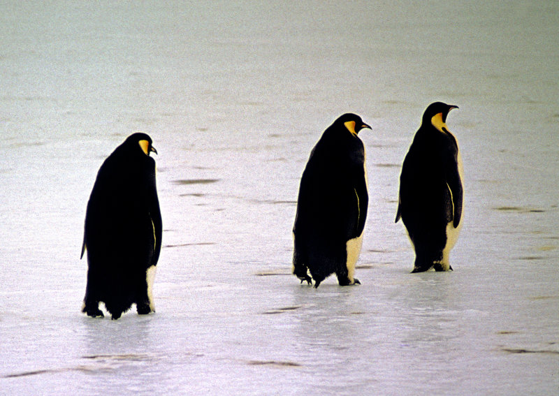 Emporer-Penguins