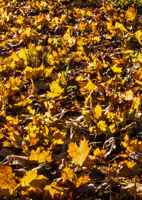 Backlit-Leaves-on-Ground