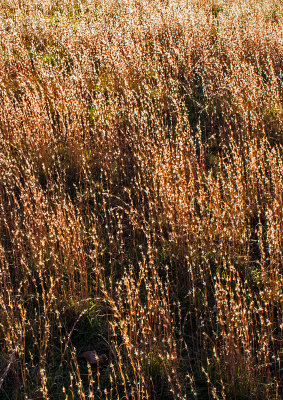 Backlit-Weeds-in-Fall