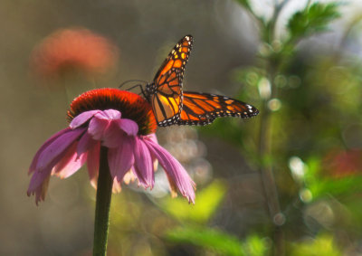1024DSC07352a.jpg