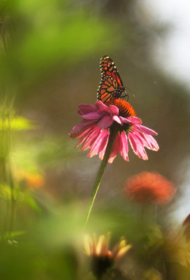 1024DSC07374.jpg